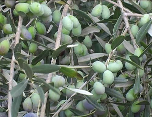 Pianta di ulivo, olea europea, pianta da olio o ornamentale, h130-150cm, età 2 anni (Pendolino)