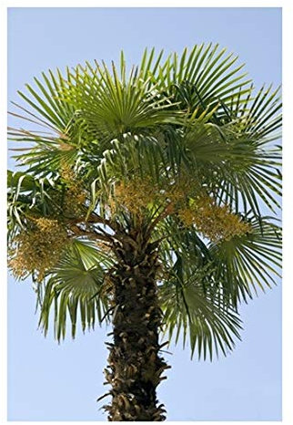 RP Seeds Phoenix dactylifera (Date Palm) - 10 Seeds