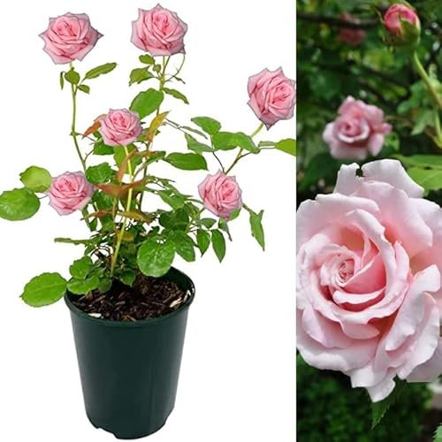 Rose Bush Belinda's Dream - Floribunda Pink Rose Bush for The Garden in a 3 Litre Pot (1 Plant)