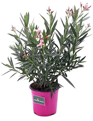 Adelfa o Oleandro Natural Arbusto con Espectaculares Flores Rosas