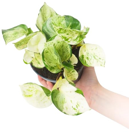 Poto Happy Leaf Exótico Planta de Interior de Cuidado Sencillo y Atractivo Exótico