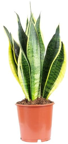 Sansevieria Natural Planta de Interior Conocida Comúnmente como Lengua de Tigre