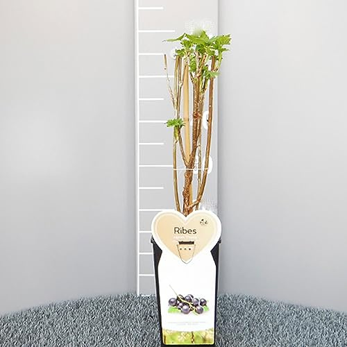 SAVINI VIVAI Planta de Grosella Negra Media Temprana, Plantas de Bayas de Titania, Árbol en Maceta, 11 x 11 cm Altura 50 cm