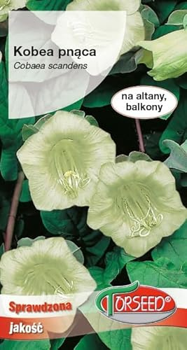 Verdica Vit katedral-klockvin frön Cobaea scandens – ettårig klättrare med hisnande vita blommor, perfekt för löv och balkonger, växer 100–300 cm (0,8 gram)
