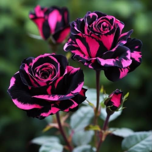 Rose Resistenti - Bulbi Di Rosa Perenni Rare, Arbusti Da Fiore, Splendidi Fiori, Giardino Di Casa-2 Bulbi-C