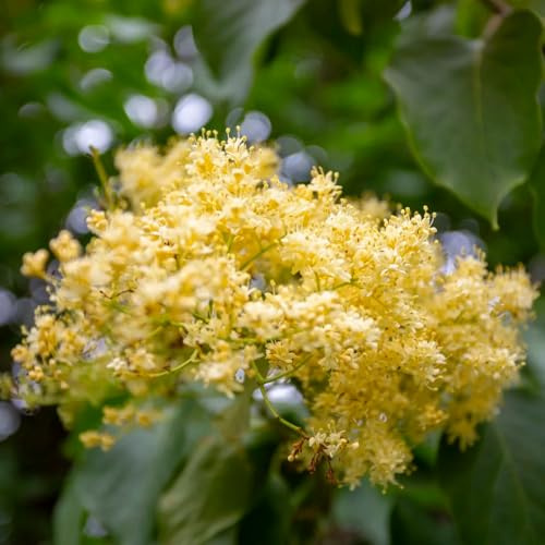 semi di lilla resistenti all'esterno, primaverili di lilla biologici antiche varietà, giardino 400pcs