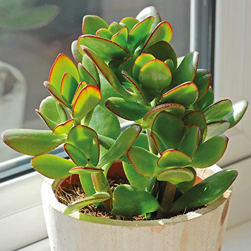 2 Crassula Ovata Plants – Indoor Evergreen Succulent Houseplants in 12cm Pots – Jade Plant Succulent, Easy-Care Indoor Houseplant with Fleshy Green Leaves & Red-Brown Edging by Thompson & Morgan