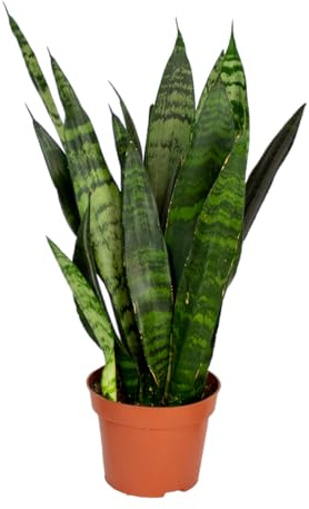 Bloomique - Sansevieria ‘Black Coral’ - Lengua de suegra - Planta de interior - Purificadora del aire - Muy fácil de cuidar - Altura 20-30 cm - Maceta 12 cm