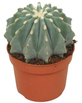 Exotenherz Stachellose Teufelszunge - Ferocactus glaucescens inermis - Pflegeleichter Kaktus - 10,5cm Topf