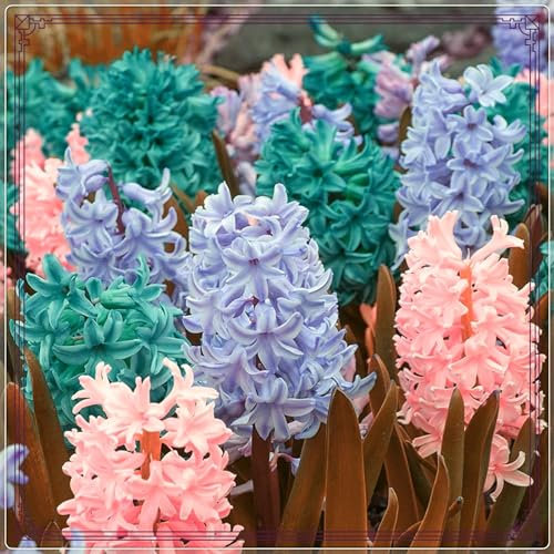 Hyacinth Bulbs Strong Plants That Grow Well Mix Golden Jade Carving Feels Perfect UK Now Simple Planting Perennial -15 Bulbs-d