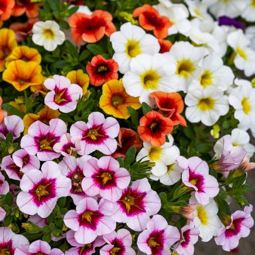 stiefmütterchen blumenstauden winterhart büropflanzen gartendeko für draußen kräuterpflanzen schmetterlingsflieder indoor kräutergarten bodendecker winterhart mehrjährig topfpflanzen 650samen