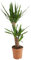 Bloomique - Yucca Elephantipes - Lys de palmier - Plantes d'intérieur - Facile d'entretien - Hauteur 80-90 cm - Pot 21 cm