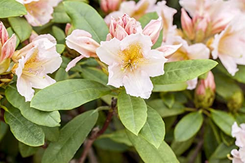Rhododendron Hybr. 'Belkanto' 60-70 cm - Rhododendron, rosa Blüten, Blütezeit Mai-Juni, ideal für halbschattige Standorte, immergrün, pflegeleicht