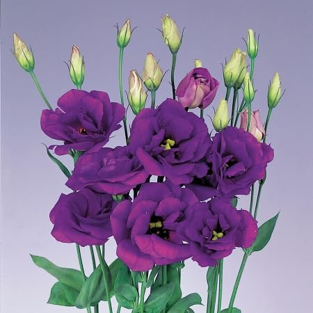 100 graines de fleurs de lisianthus violet