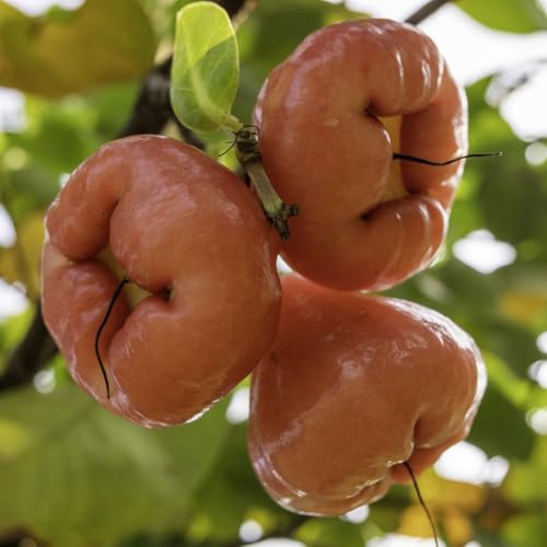 Semi di Syzygium samarangense - da frutto da balcone semi di fresca da frutto nani resistenti regali per gli amanti del giardino 100pcs