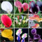 Bulbi di calla. Bulbi di calla gigante. Piante di calla vere. Piantagione in tutte le stagioni.Facile da coltivare.Lungo periodo di fioritura.-10 bulbi-A