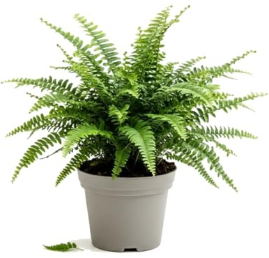 Helecho de Boston Nephrolepis Exaltata DECOALIVE para Salón Natural con Maceta de 17 cm de Diámetro y Planta de 50 cm de Altura