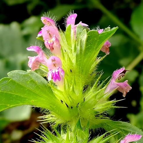semillas de ortiga muerta de perennes ortiga muerta de silvestres perennes resistentes, jardín de interior 130pcs