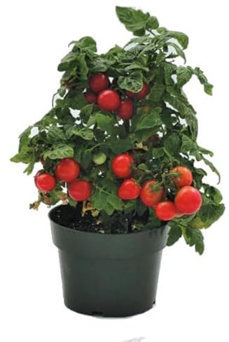DECOALIVE Tomate Cherry Planta Natural para el Hogar
