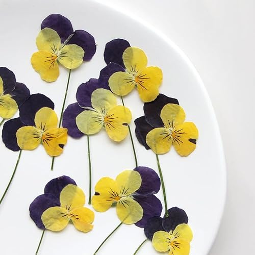 12x Pressed Real Pansy Flowers Dried Flower Leaves for Phone Case Decor, normal