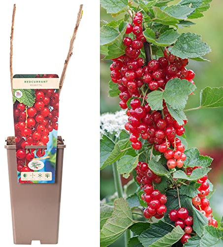 Redcurrant Ribes Rosetta | Compact Deciduous Fruit Plant | 30-50cm Potted