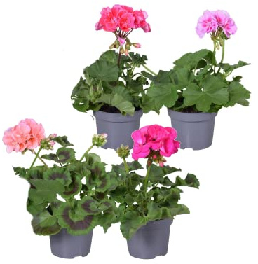 Geranio - Pack 4 Plantas - Flores de Colores - Plantas Naturales