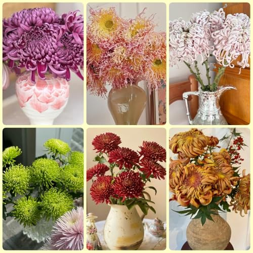 Semi di crisantemo, semi di giardino perenni per luoghi soleggiati da balcone resistenti 300pcs