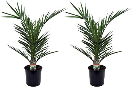 Plant in a Box - Phoenix Canariensis - Set di 2 - Palma Dadel delle Canarie - Vaso 15cm - Altezza 50-60cm