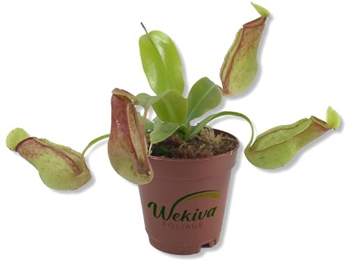 Carnivorous Pitcher Plant - Live Starter Plant in a 2 Inch Pot - Nepenthes St Gaya - Beautiful Easy Care Indoor Tropical Carnivorous Plants