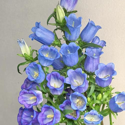 semi di campanula perenni resistenti decorazione di campanule semi di to perenni decorativi al balcone resistenti all'esterno 130pcs