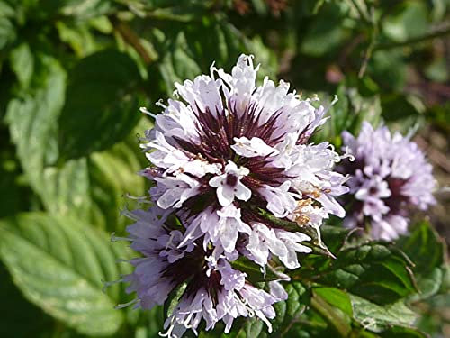 PondPlantsUK 2 - x Native Plants for Ponds - Including a Pot and Compost - Live Water Plant Aquatic Pond Lake Marginal (Mentha Aquatica)