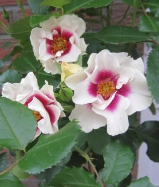 Rosa SEE YOU in purple ® - Beetrose SEE YOU in purple ® - Kordes Rose
