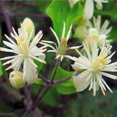 White Clematis Vitalba Evergreen Fully 20 Seeds Seeds ONLY