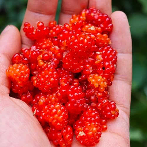 Semi di lampone biologici, balcone resistenti Rubus idaeus, biologici, colonnari di resistenti per il giardino 250pcs