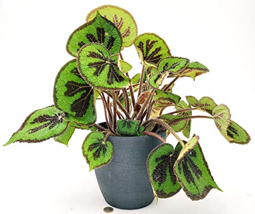 POWERS TO FLOWERS - BEGONIA MASONIANA XXL IN VASO CERAMICA ANTRACITE A RIGHE, VASO 20CM DIAMETRO, pianta vera