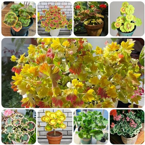semillas de geranio colgante - pelargonium - silvestres de balcón para lugares soleados de balcón perennes resistentes 200pcs