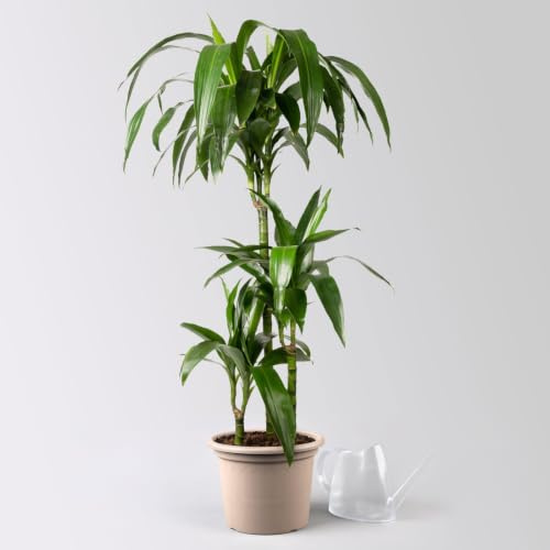 Duftender Drachenbaum 'Janet Craig', Topf-Ø 21 cm, Höhe ca. 120 cm