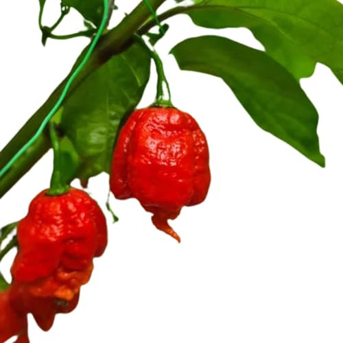 South Devon Chilli Farm – Carolina Reaper Chilli Seeds – Hottest Chilli in The World – Grow Your Own Garden – Great Gift for Father’s Day – Beginner-Friendly – 20 Seeds per Packet