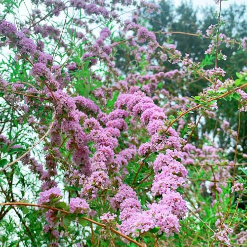 Semi di buddleja - balcone con d'appartamento esotiche in vaso per l'arredamento dell'ufficio resistenti in vaso raro giardino roccioso giardino 50pcs