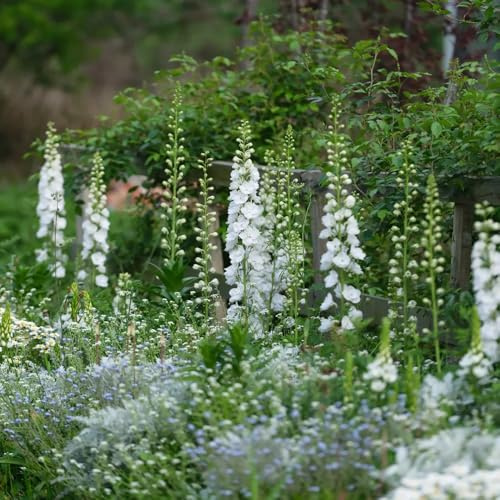 rittersporn für sonnige plätze seltene wildblumensamen herbstblumen winterhart balkongewächshäuser garten exotische 85samen