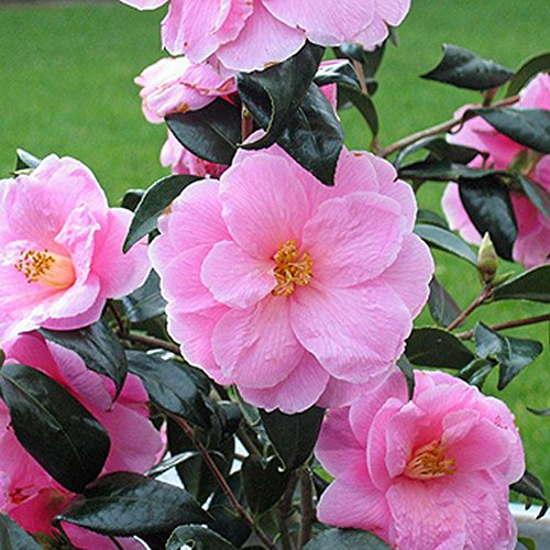 1 X CAMELLIA WILLIAMSII 'DONATION' BUSCHIGER IMMERGRÜNER STRAUCH ROBUSTE PFLANZE IM TOPF
