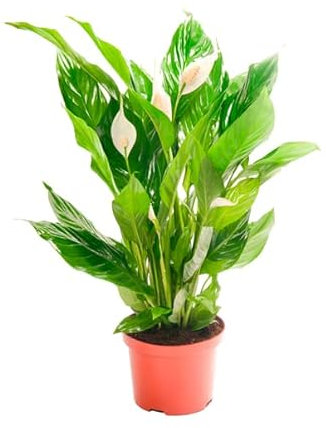 Spathiphyllum Strauss DECOALIVE Planta de Interior Natural para Decorar el Hogar Lirio de la Paz o Espatifilo