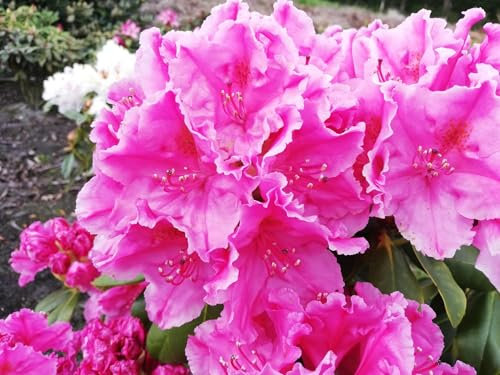 Großblumige Alpenrose Claudine - Rhododendron hybride Claudine - 30-40cm