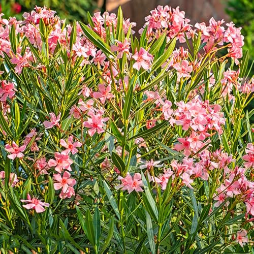 oleandro - semi scalatrici scalatrici resistenti per giardini rocce ufficio arbusti 5pcs