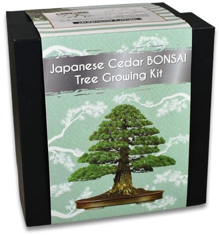 Japanese Cedar Bonsai Tree Growing Kit