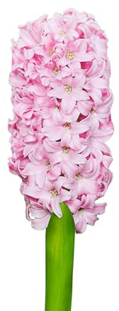 Hyazinthenzwiebeln 20 x 'Pink Blush' - The Bulb Farmers - Fruhjahr - in den Niederlanden gezuchtet - Hyazinthen Zwiebeln - Blumenzwiebeln