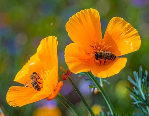 Goldmohn Samen (lat. eschscholzia californica) 1500 Samen bienenfreundliche Sommerblume orange für Garten Balkon sonniger Standort