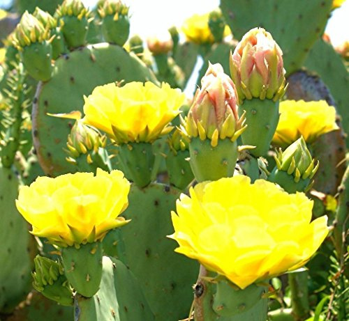 Opuntia stricta 0j0 eretto fico d'nopal cactus commestibile di semi Nopalea 20 SEMI:Seeds