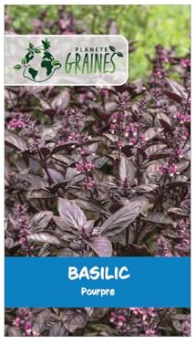 100 graines de basilic pourpre - ocimum basilicum purpurascens - aromatique décorative et parfumée pour cuisine