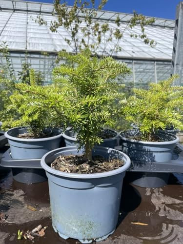 Korean Fir Tree 20/40cm (2L) - Abies koreana - Purple Cones Compact